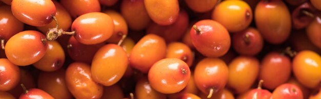 Panoramic shot of ripe bright sea buckthorn