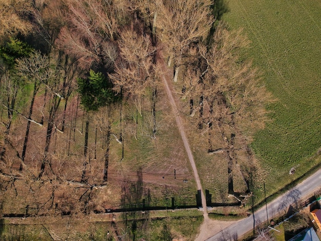 Photo panoramic shot of road amidst trees in forest