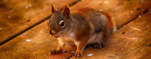 Photo panoramic shot of squirrel on wooden table