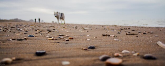 Panoramic shot of stones on beach against sky