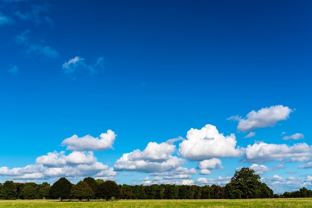 Panoramic shot of trees on field against blue sky