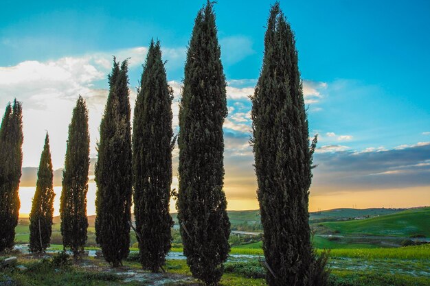 Foto scatto panoramico degli alberi sul campo contro il cielo