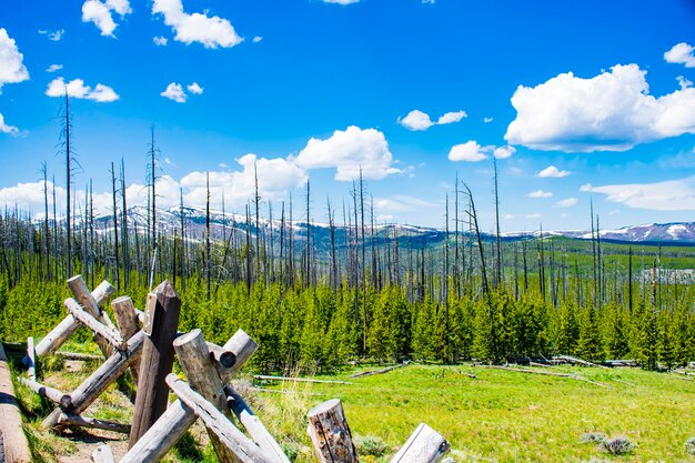 Panoramic shot of trees on field against sky