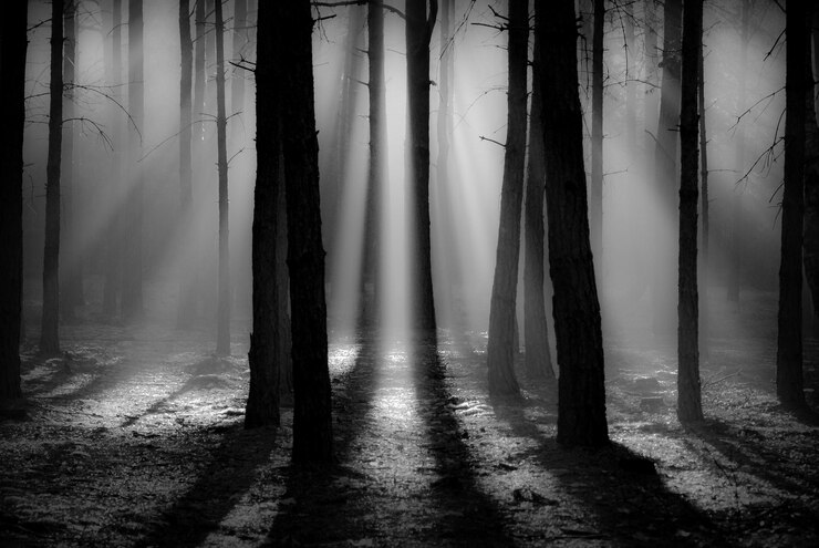 Photo panoramic shot of trees in forest