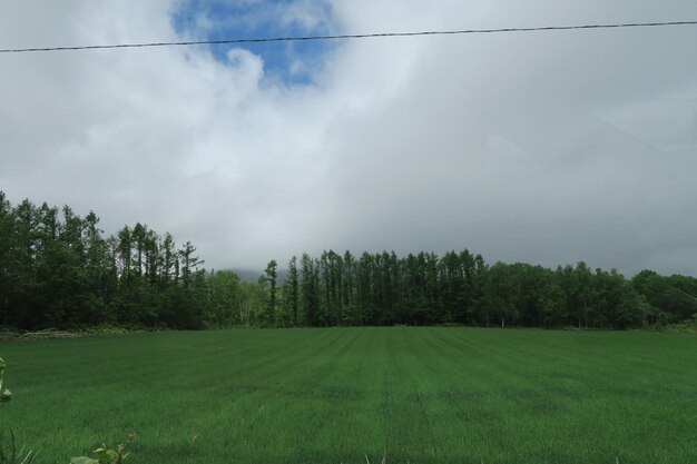 Panoramic shot of trees on land against sky