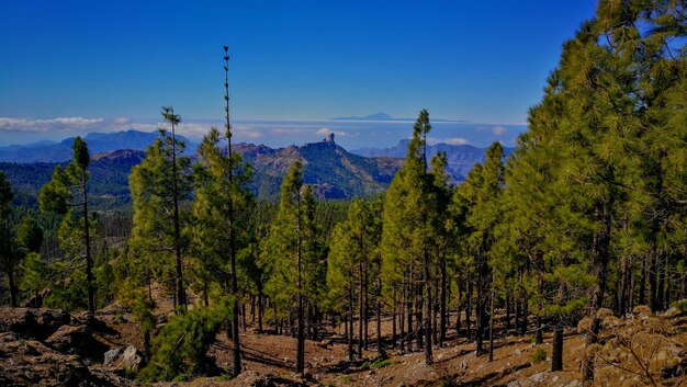 Foto scatto panoramico di alberi sul paesaggio contro il cielo blu