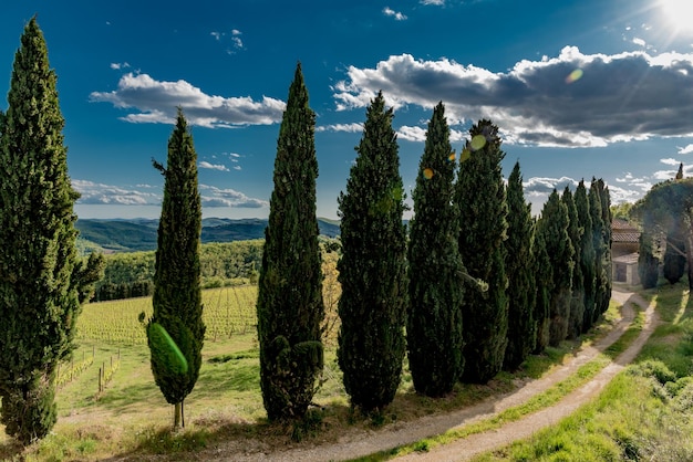 Photo panoramic shot of trees on landscape against sky