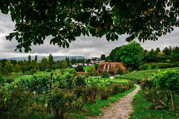 Panoramic shot of trees on landscape against sky