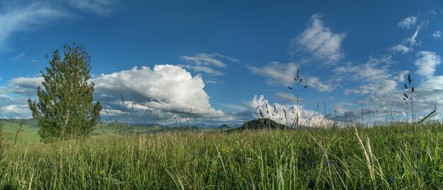 Panoramic summer view field and sky with clouds selective focus