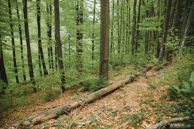 Панорамный солнечный лес осенью