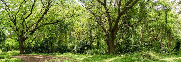Foto giungla tropicale panoramica della foresta pluviale in tailandia