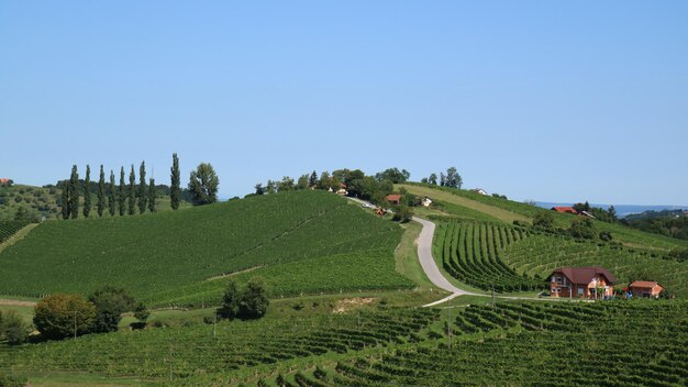 Panoramic view of agricultural field against clear sky