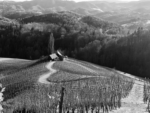 Photo panoramic view of agricultural field