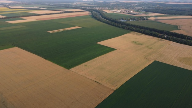 Panoramic view of agricultural fields panoramic view of a lot of agricultural yellow ripe wheat fiel