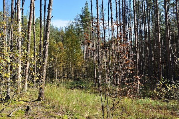 Panoramic view of the autumn forest. Trees without leaves. Autumn in the forest.