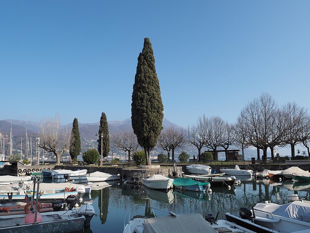 Panoramic view of bare trees against clear blue sky