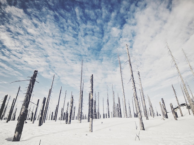 Foto vista panoramica degli alberi nudi sul campo contro il cielo