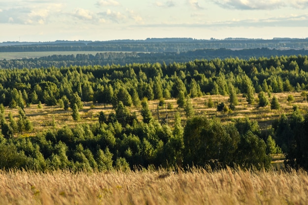 Панорамный вид на красивое поле