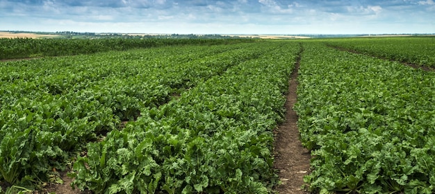 panoramic view of the beet field fresh green leaves planted in rows