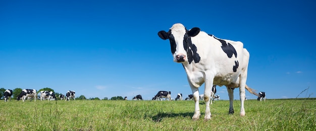 Panoramic view of black and white cow on green grass.