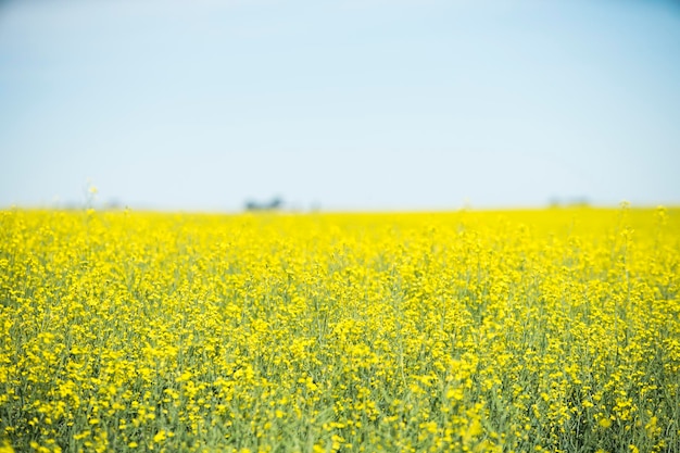 Panoramic view of canola farm in canada