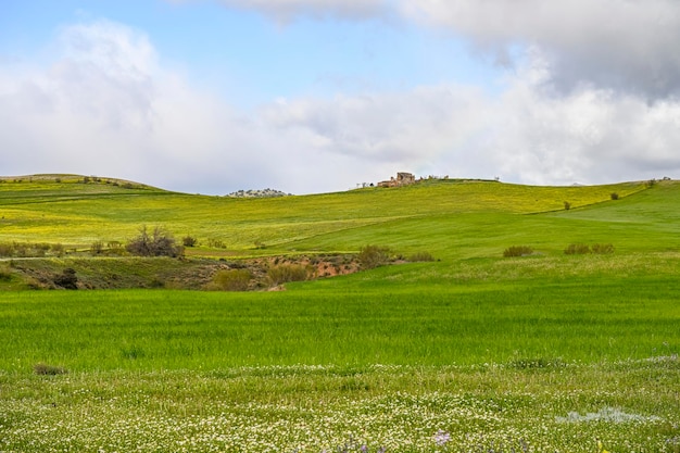 Panoramic view of a cereal field rural cereal agriculture