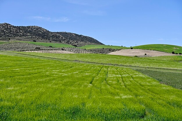 Panoramic view of a cereal field rural cereal agriculture