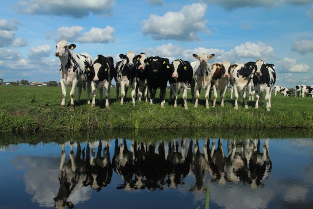 Photo panoramic view of cows grazing