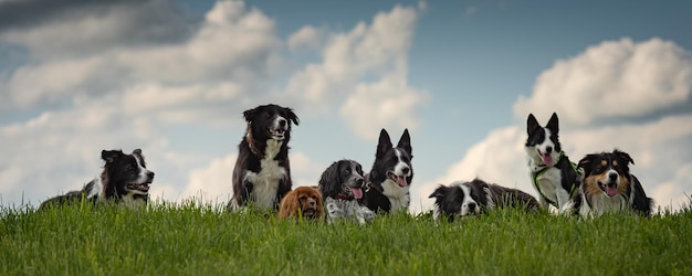 Photo panoramic view of dog on field against sky