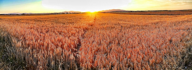 panoramic view of field against sky