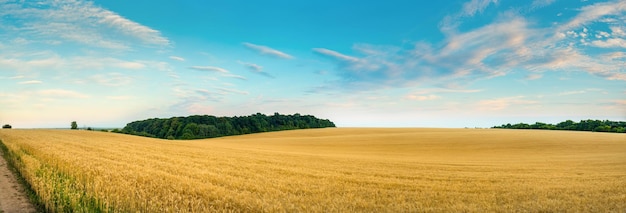 Panoramic view of a field of ripe golden wheat at rolling hills with blue sky day outdoors Agricultural grain crops Global grain commodity deficit