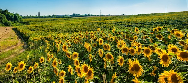 Panoramic view of a field of sunflowers with small flowers that ripen