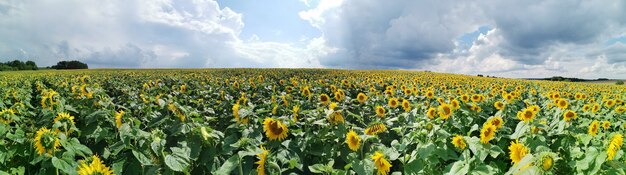 ひまわりが咲き、空が曇る野原のパノラマビュー。