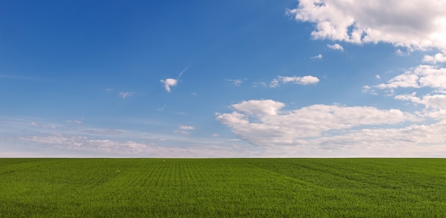 Панорамный вид на поле со свежими ростками злаковых растений