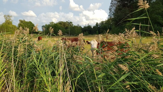 Panoramic view of a field