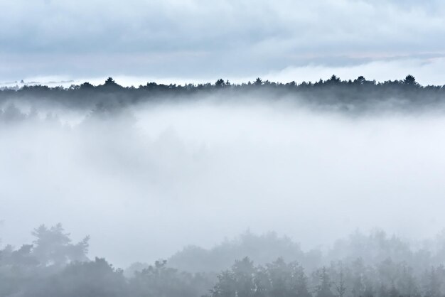 Photo panoramic view of forest against sky