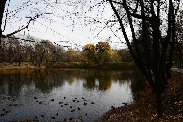 Panoramic view of the forest lake on an autumn day. Ducks on the shore of the lake.