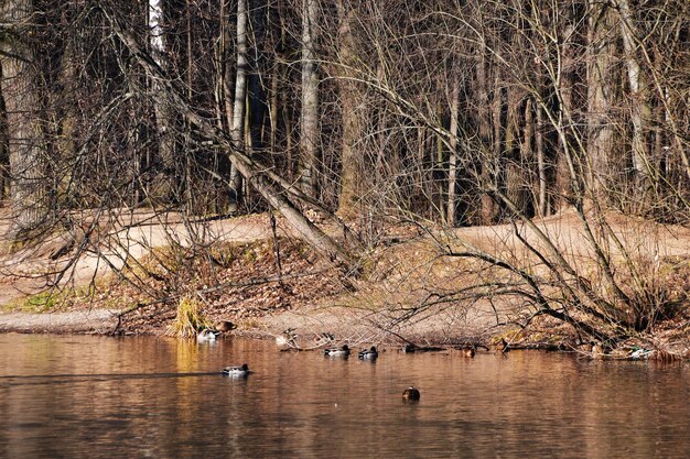 Panoramic view of the forest lake. Autumn, ducks are swimming near the shore.