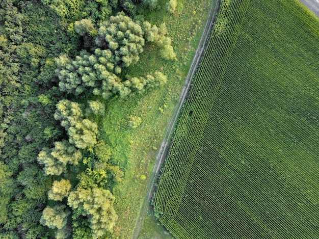 汚れた田舎道と緑の森のある農地のドローンからのパノラマビュー。自然な植物の背景。上面図。