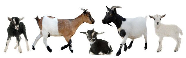 Photo panoramic view of goats against white background