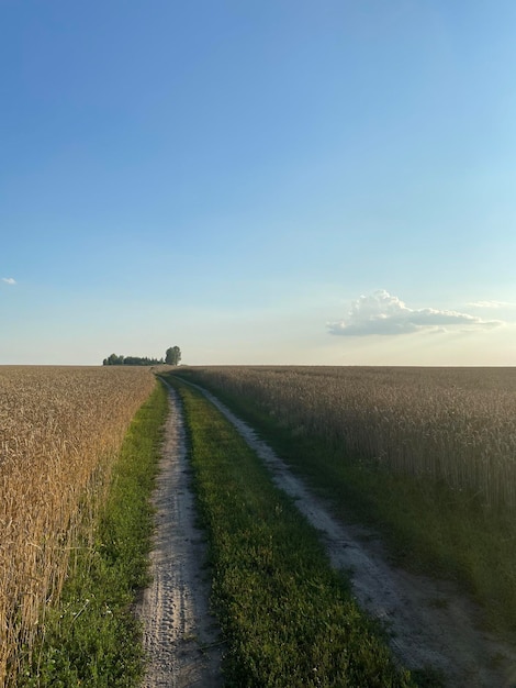 Panoramic view of the golden wheat field in summer Wheat field on a sunny day