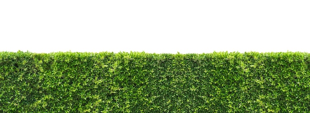 Panoramic view of green bush hedge on isolated white background with clipping path