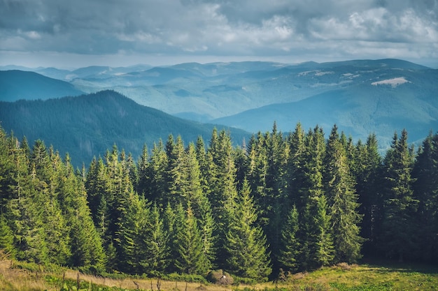 Foto vista panoramica del paesaggio montano della foresta verde