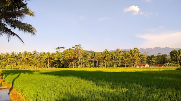 panoramic view of green rice field with blue sky