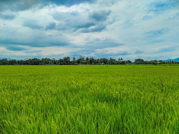 Panoramic view of green rice fields and beautiful blue sky in Indonesia.