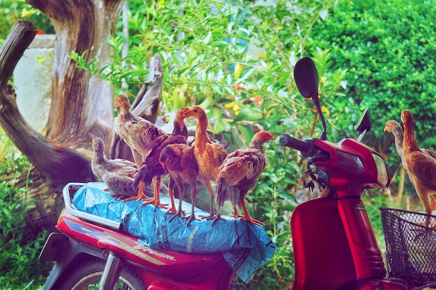 Photo panoramic view of a hen on motorcycle