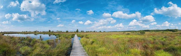 夏のベルギーのアイフェルでの沼地の風景の高いヴェン（Hautes fagnes）のパノラマビュー