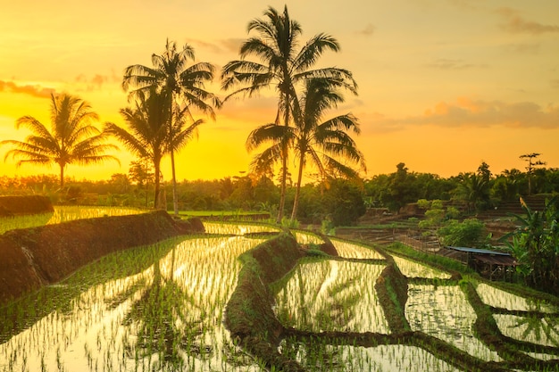 Panoramic view of Kemumu rice terraces with sunset light and afternoon sky reflections in North Bengkulu, Indonesia