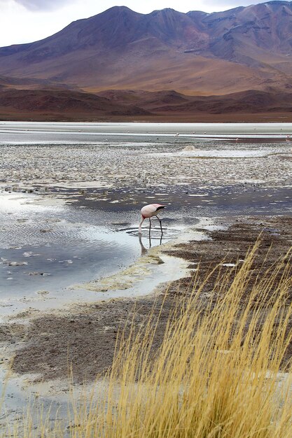 Foto veduta panoramica della laguna laguna de canapa con i fenicotteri a uyuni in bolivia, sud america