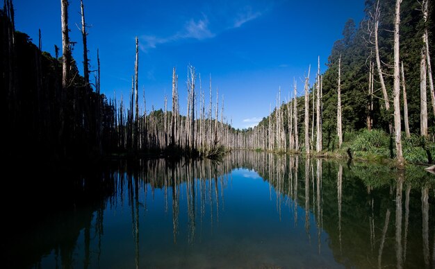 Photo panoramic view of lake in forest against blue sky